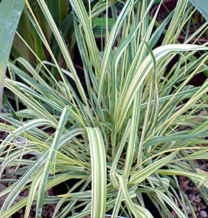 Molinia caerulea 'Variegata'