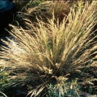 Aristida junciformis