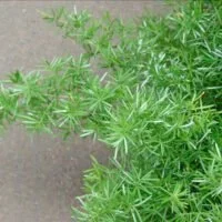 Asparagus densiflorus 'Mazeppa'