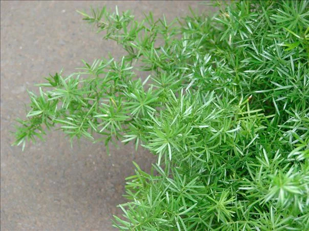 Asparagus densiflorus 'Mazeppa'