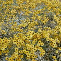 Helichrysum argyrophyllum