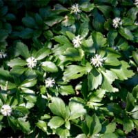 Pachysandra terminalis