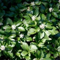 Pachysandra terminalis