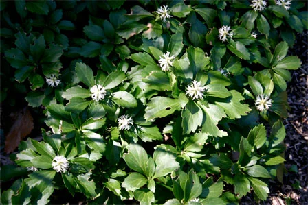 Pachysandra terminalis