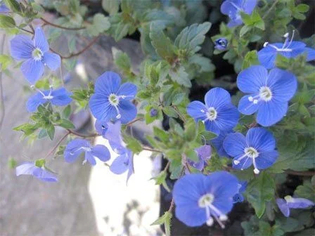 Parahebe catarractae 'Baby Blue'