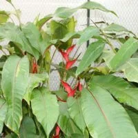 Heliconia humilis