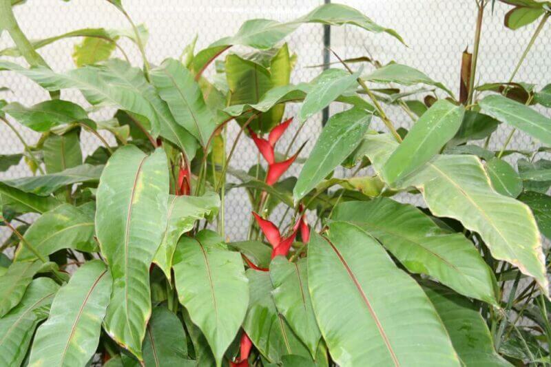 Heliconia humilis