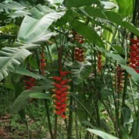 Heliconia rostrata