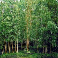 Bambusa multiplex 'Golden Goddess'