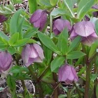 Helleborus orientalis