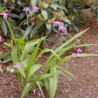 Bletilla striata
