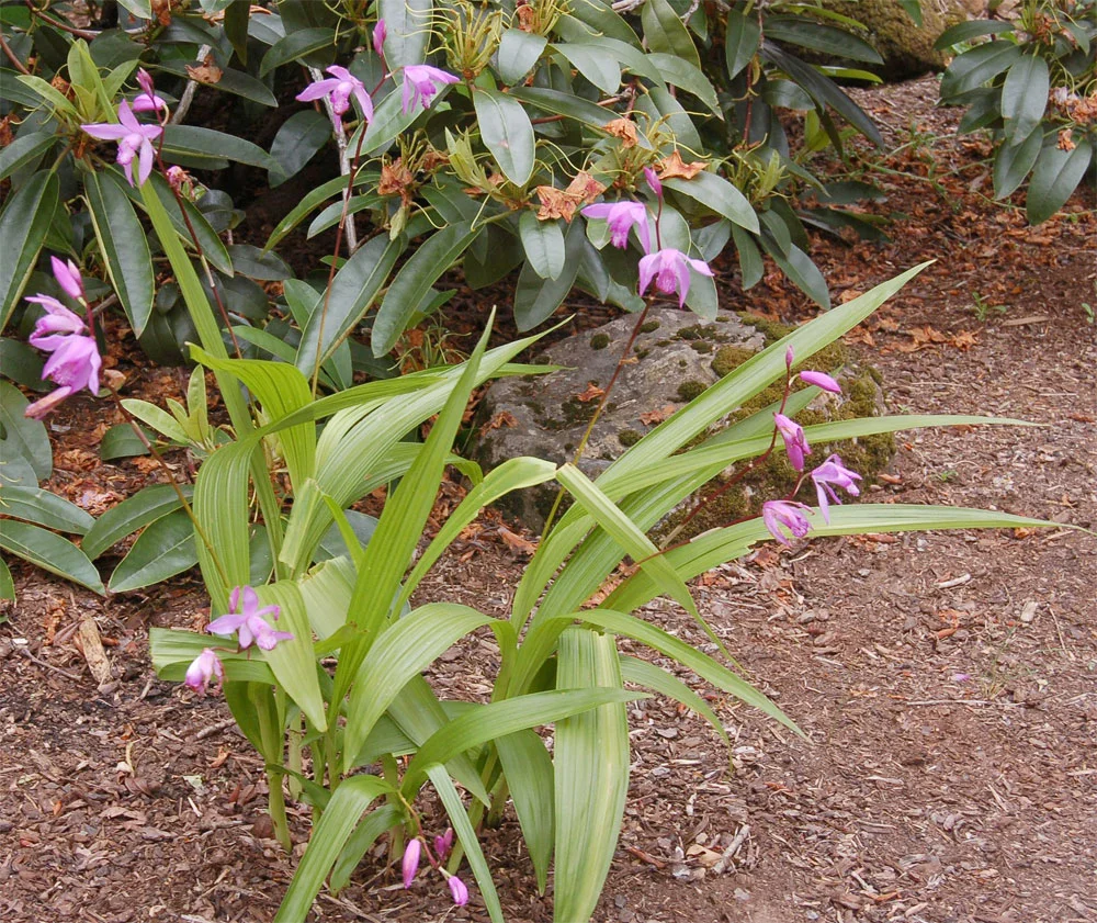 Bletilla striata