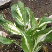Hosta fortunei 'Variegata'