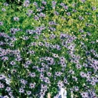 Brachycome iberidifolia