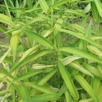 Pleioblastus viridistriatus