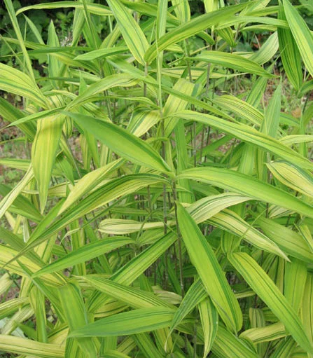 Pleioblastus viridistriatus
