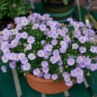 Brachycome 'Mauve Mystique'