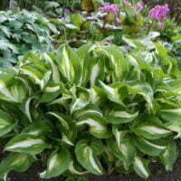 Hosta undulata