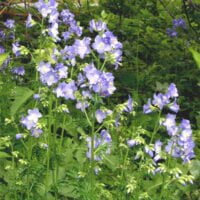 Polemonium caeruleum