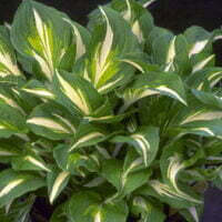 Hosta undulata var. 'Univittata'