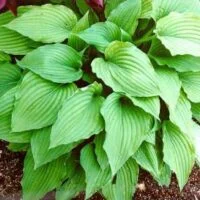 Hosta  ventricosa
