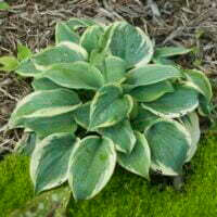Hosta ventricosa 'Yellow Spot'