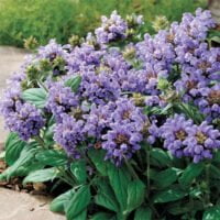 Prunella grandiflora