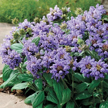 Prunella grandiflora