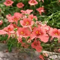 Diascia x stachyoides 'Salmon  Supreme'