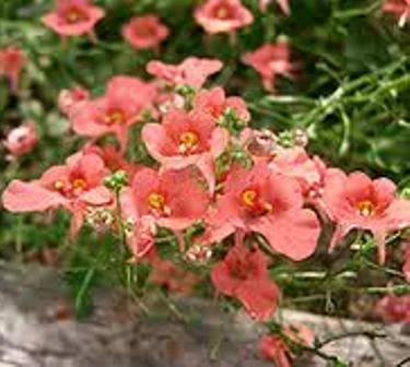 Diascia x stachyoides 'Salmon  Supreme'