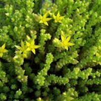 Sedum acre