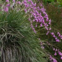 Dierama pulcherrimum