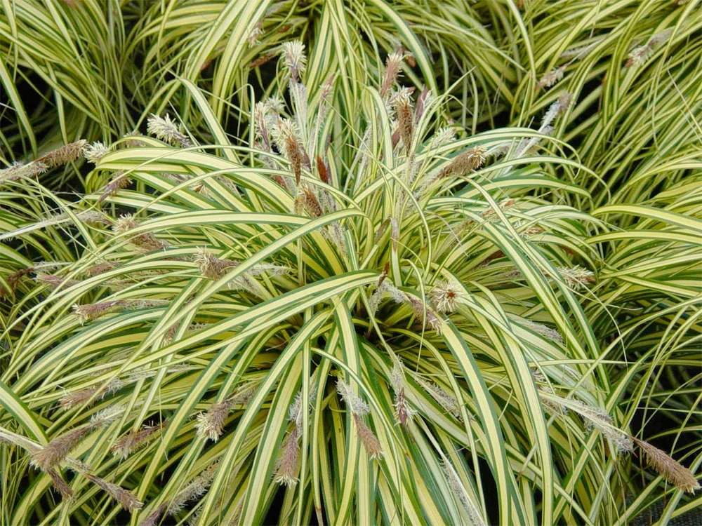 Carex morrowii 'Variegata'