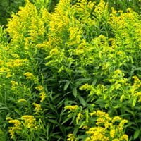 Solidago virgaurea