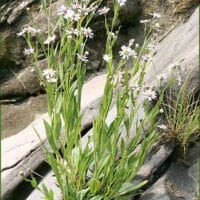 Symphyotrichum tradescantii