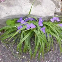 Tradescantia virginiana