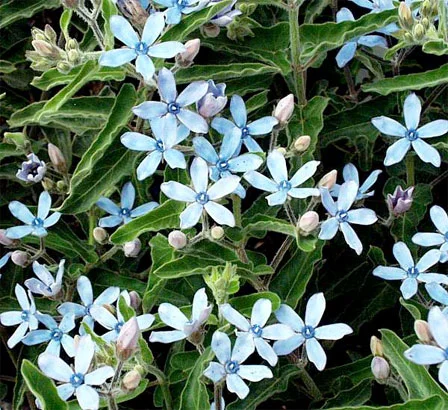 Tweedia caerulea