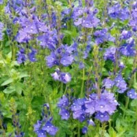 Veronica austriaca subsp. teucrium