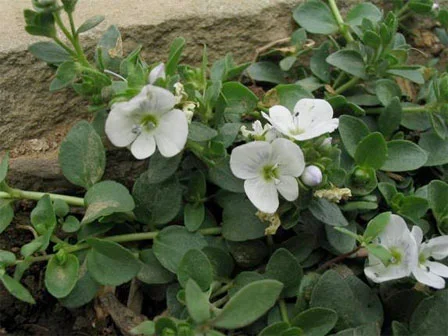 Veronica repens