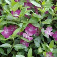 Vinca minor 'Atropurpurea'