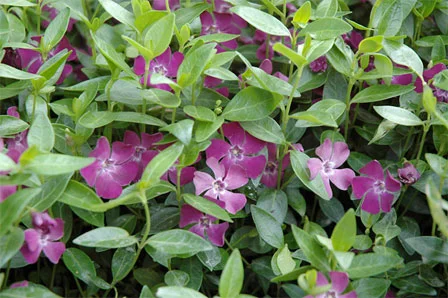 Vinca minor 'Atropurpurea'