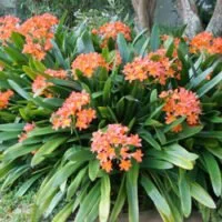 Clivia miniata