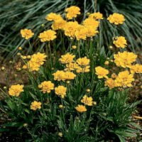 Coreopsis grandiflora