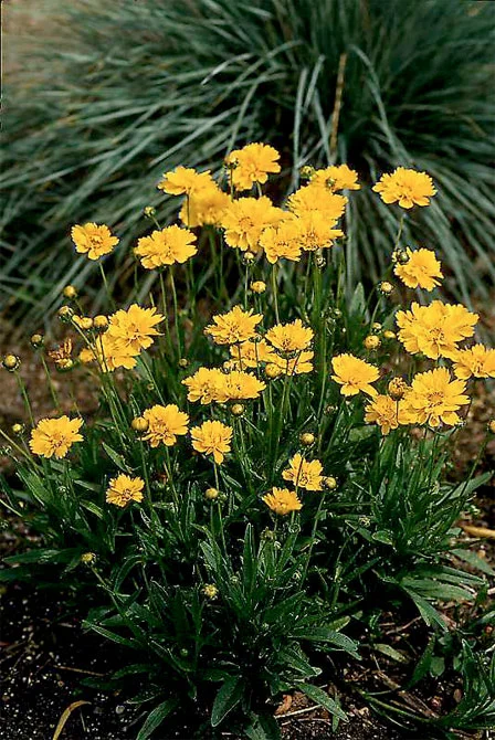 Coreopsis grandiflora