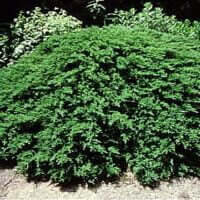 Juniperus sabina var. 'Tamariscifolia'