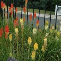 Kniphofia x hybrid 'Royal Strain'