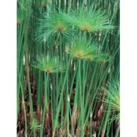 Cyperus papyrus