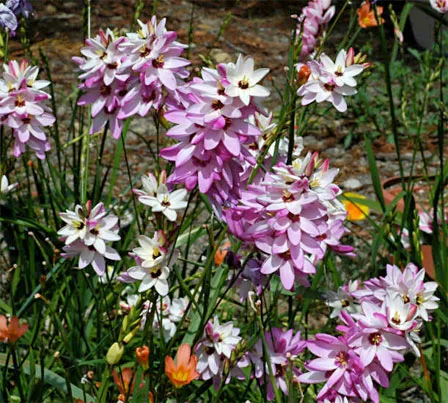 Ixia x hybrids