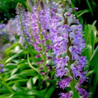 Lachenalia species