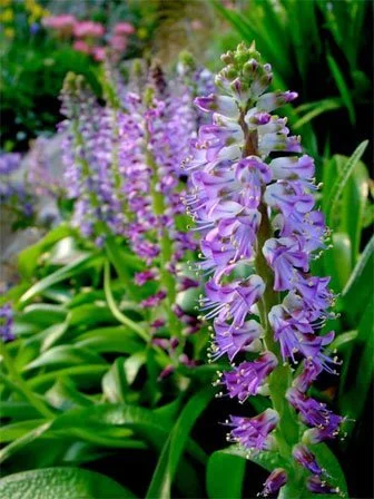 Lachenalia species